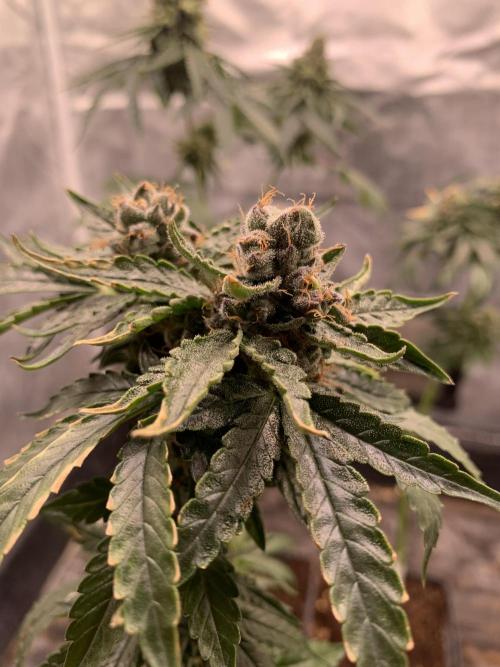 Milk Bath x Blueberry F1. Week 12