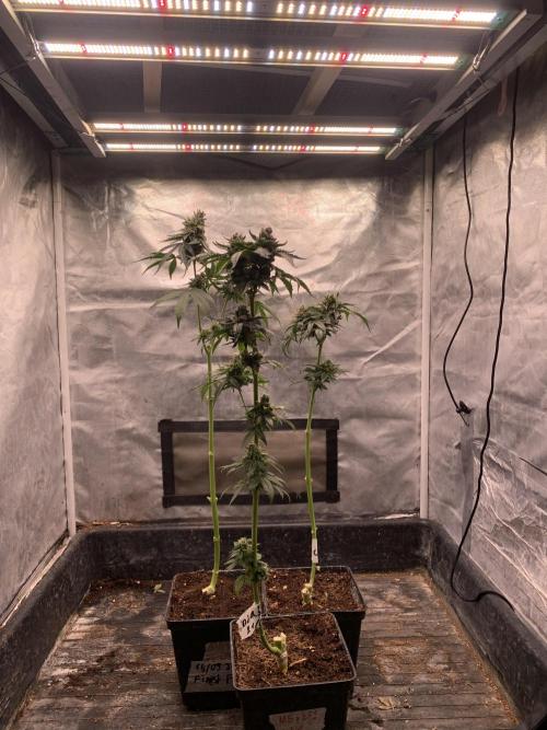Milk Bath x Blueberry F1. Week 12