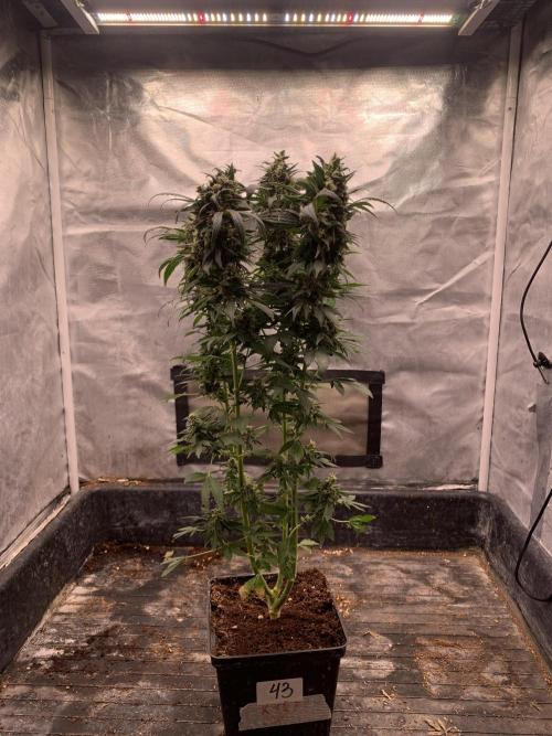 K15 F3. Week 12