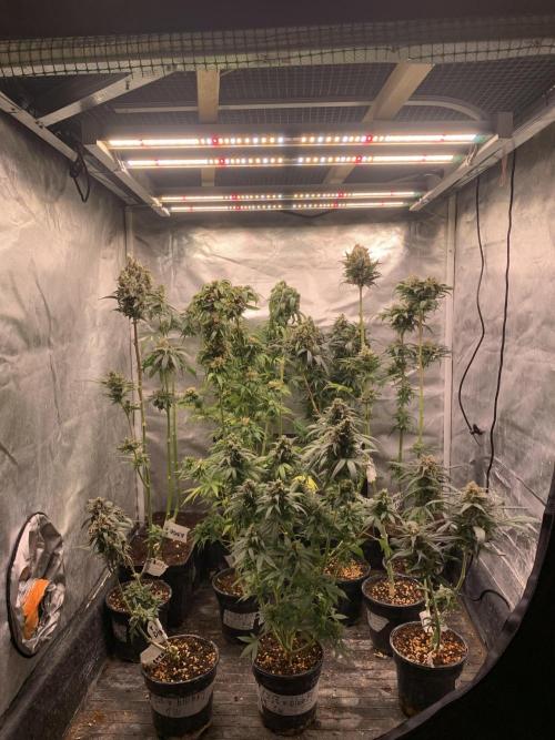 Blueberry x DC GammaBloom f1. Week 12
