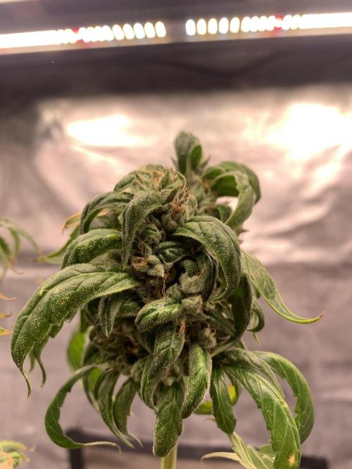 Blueberry x DC GammaBloom f1. Week 12