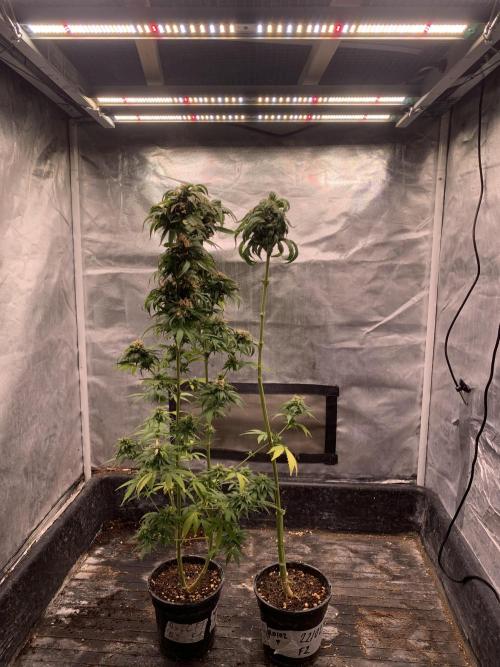 Blueberry x DC GammaBloom f1. Week 12