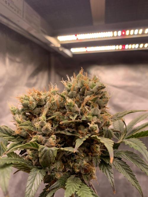 LSD Auto x Chronic Rider Fast bx F1. Week 12