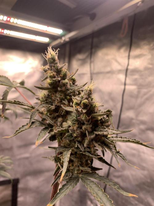 LSD Auto x Chronic Rider Fast bx F1. Week 12