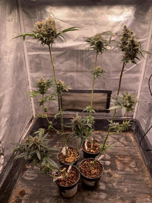 LSD Auto x Chronic Rider Fast bx F1. Week 12