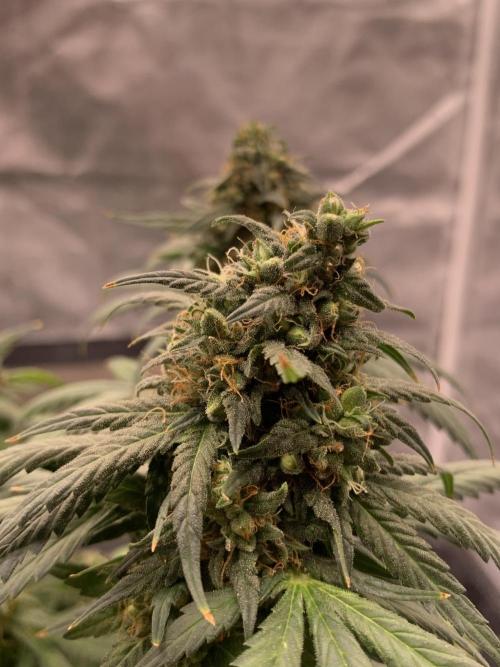 KUST x Blueberry F1. Week 12