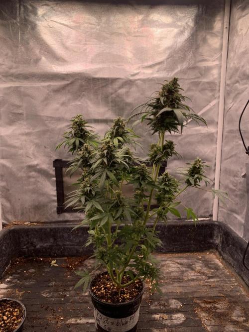 KUST x Blueberry F1. Week 12