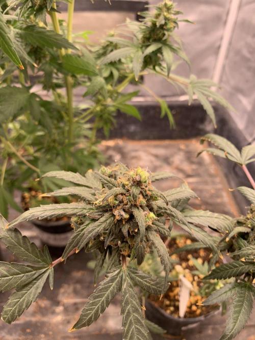 KUST x Blueberry F1. Week 12