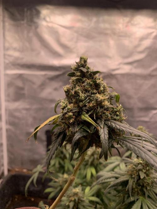 KUST x Blueberry F1. Week 12