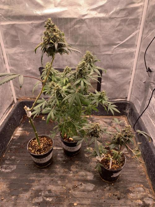KUST x Blueberry F1. Week 12