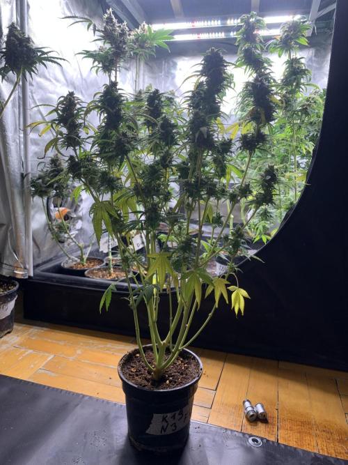 K19 F3. Week 12