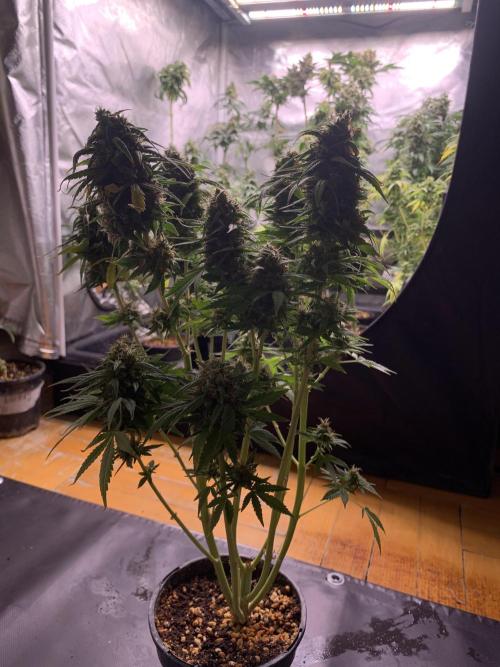 K19 F3. Week 12
