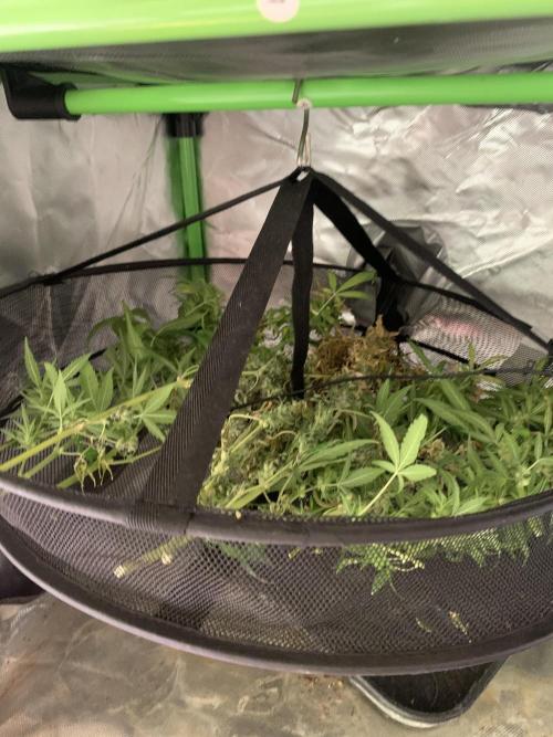 DC GammaBloom I need more seed's. Week 12