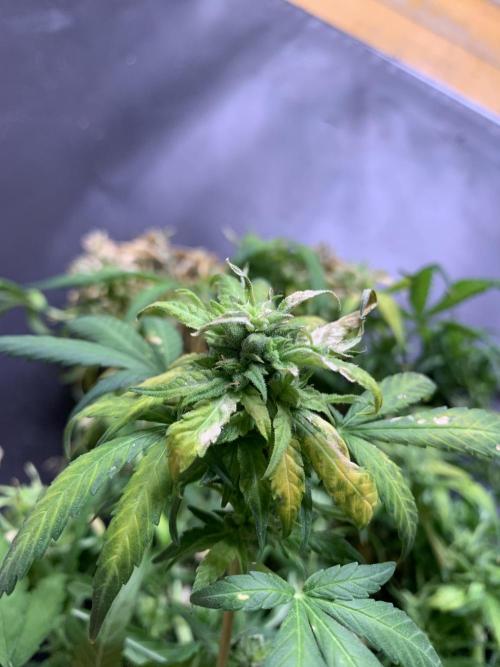 DC GammaBloom I need more seed's. Week 12