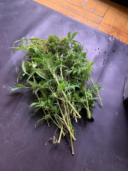 DC GammaBloom I need more seed's. Week 12