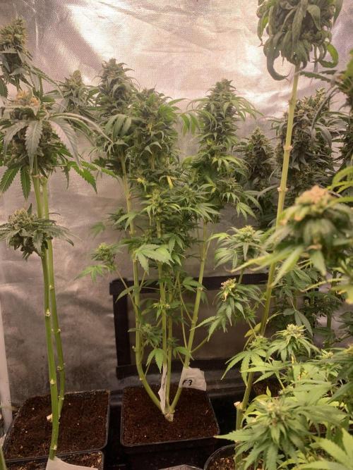 K16 F4. Week 12