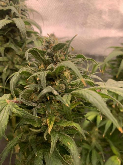 K16 F4. Week 12