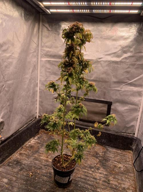 Blueberry x DC GammaBloom f1. Week 14