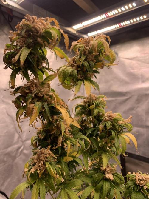 Blueberry x DC GammaBloom f1. Week 14