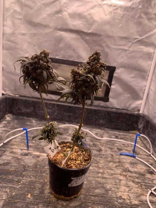 KUST x Blueberry F1. Week 14