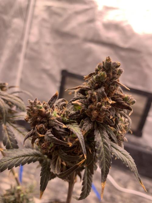 KUST x Blueberry F1. Week 14