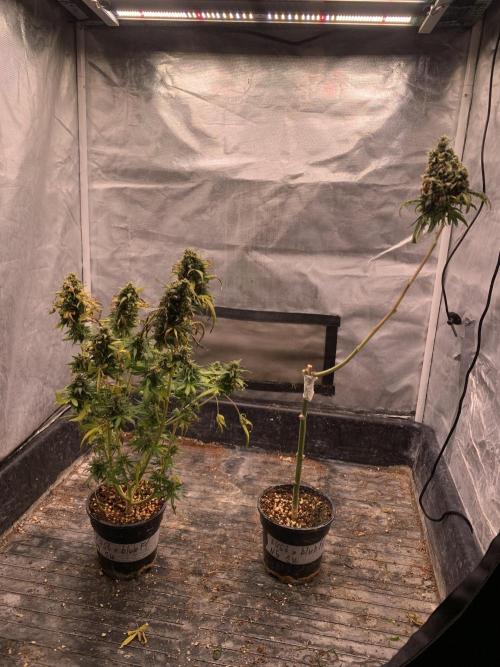 KUST x Blueberry F1. Week 14