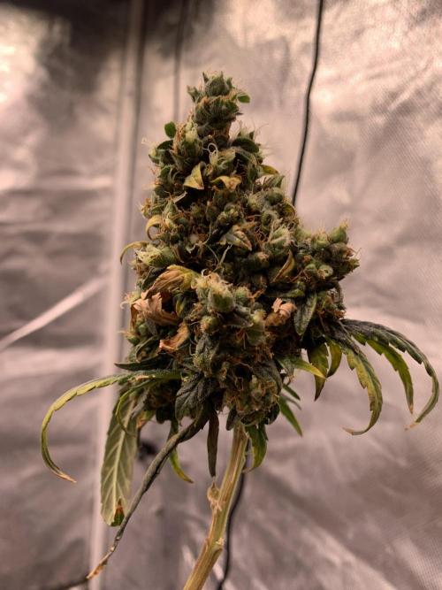 KUST x Blueberry F1. Week 14