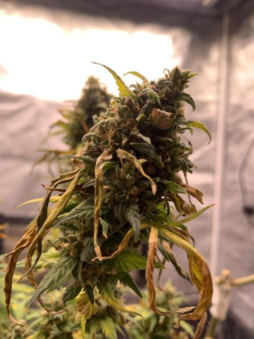 KUST x Blueberry F1. Week 14
