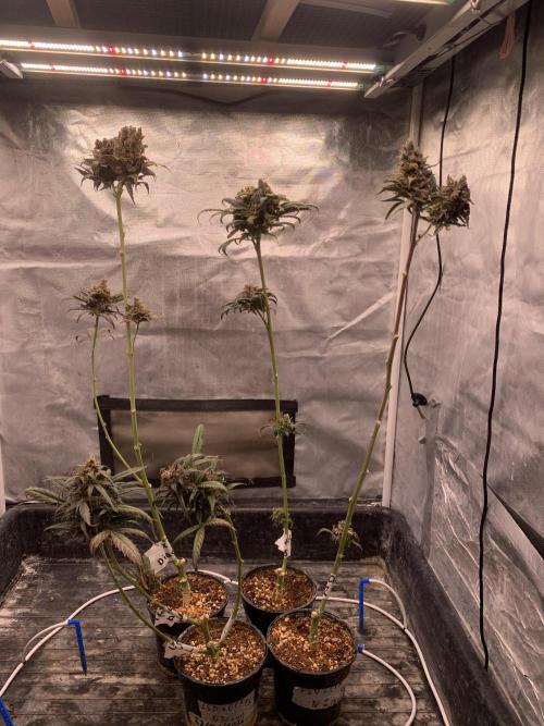LSD Auto x Chronic Rider Fast bx F1. Week 14