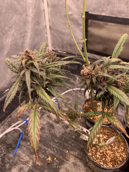 LSD Auto x Chronic Rider Fast bx F1. Week 14