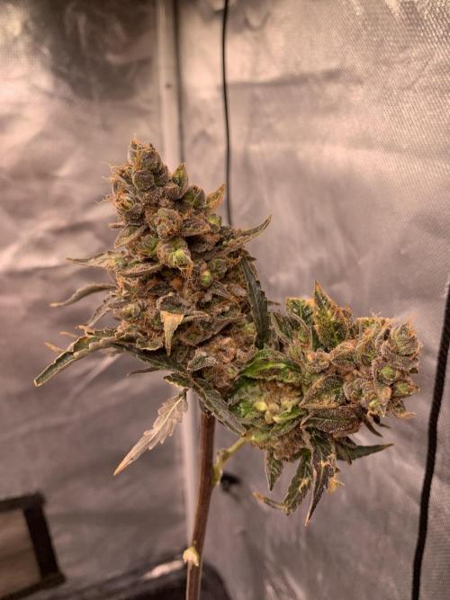 LSD Auto x Chronic Rider Fast bx F1. Week 14