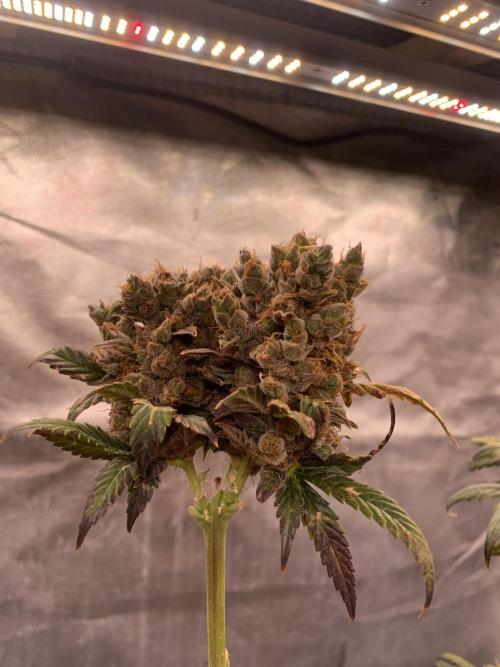 LSD Auto x Chronic Rider Fast bx F1. Week 14