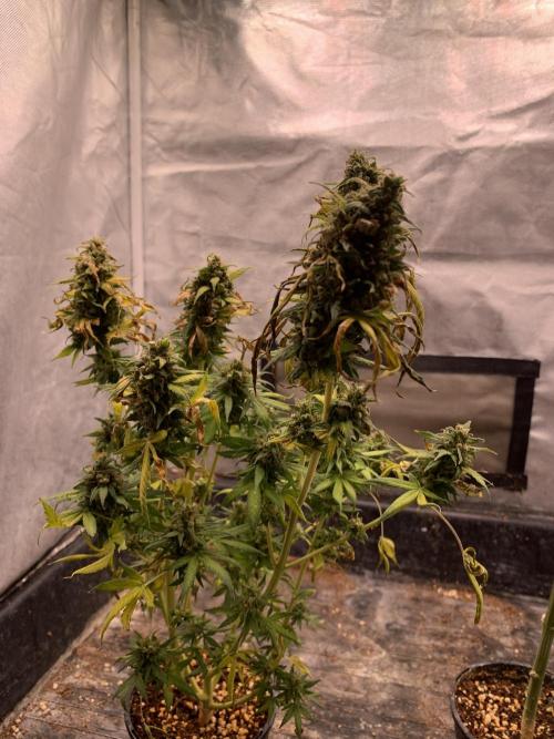 K16 F4. Week 13