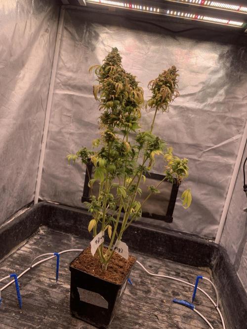 K16 F4. Week 13