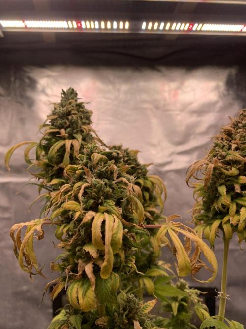 K16 F4. Week 13