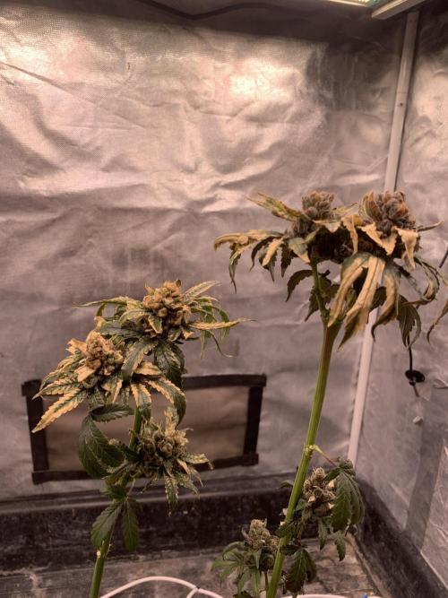 Milk Bath x Blueberry F1. Week 14