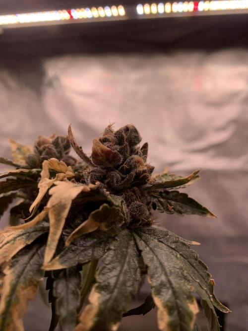 Milk Bath x Blueberry F1. Week 14