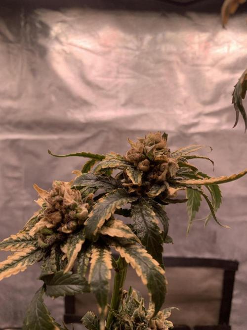 Milk Bath x Blueberry F1. Week 14