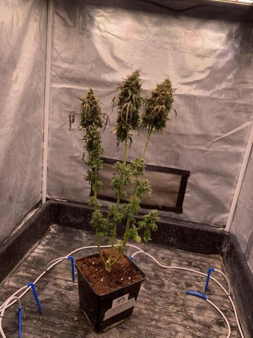K15 F3. Week 14