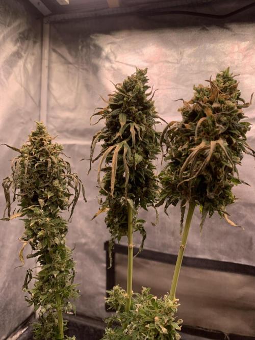 K15 F3. Week 14