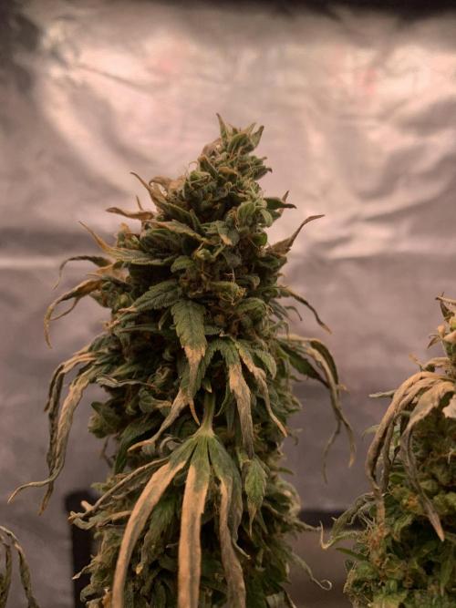 K15 F3. Week 14