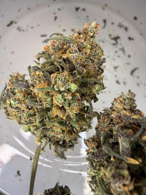 KUST x Blueberry F1. Week 15
