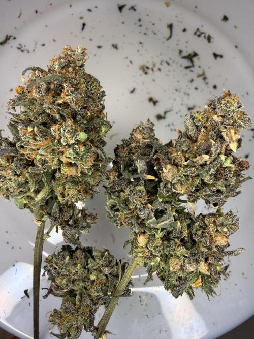 KUST x Blueberry F1. Week 15