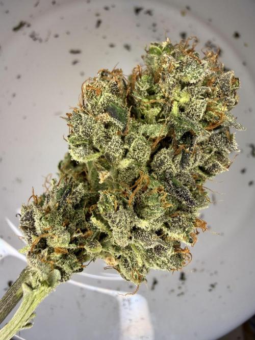 LSD Auto x Chronic Rider Fast bx F1. Week 15