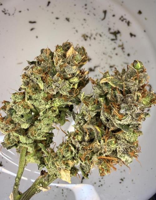 LSD Auto x Chronic Rider Fast bx F1. Week 15