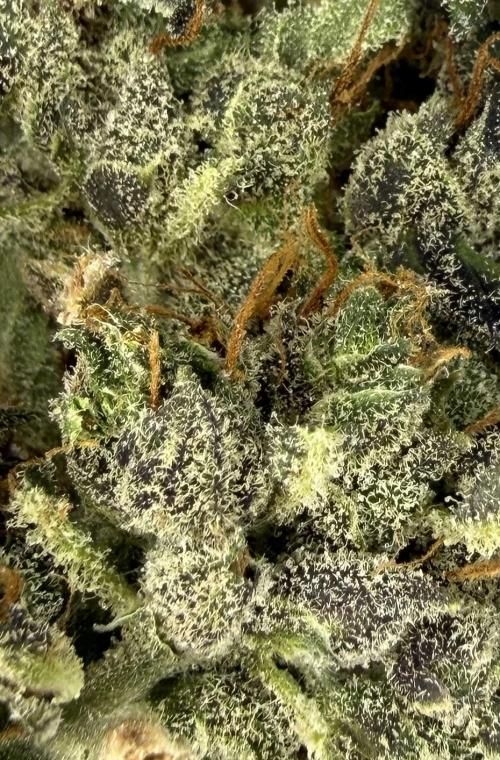 LSD Auto x Chronic Rider Fast bx F1. Week 15