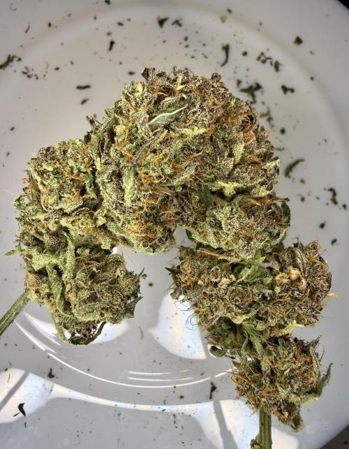 LSD Auto x Chronic Rider Fast bx F1. Week 15