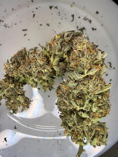 LSD Auto x Chronic Rider Fast bx F1. Week 15