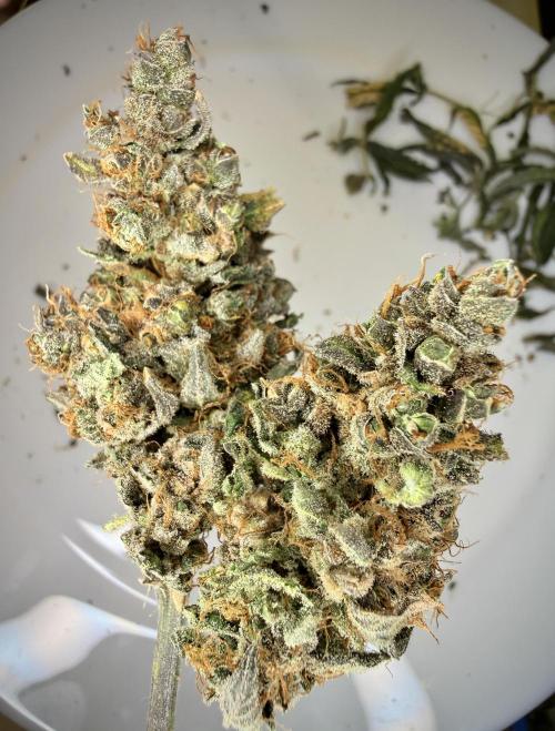 LSD Auto x Chronic Rider Fast bx F1. Week 15