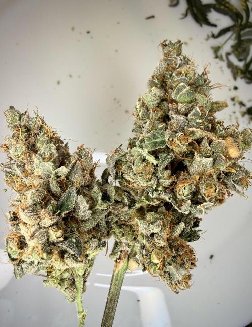 LSD Auto x Chronic Rider Fast bx F1. Week 15